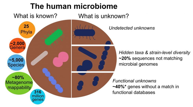 microbiota humana