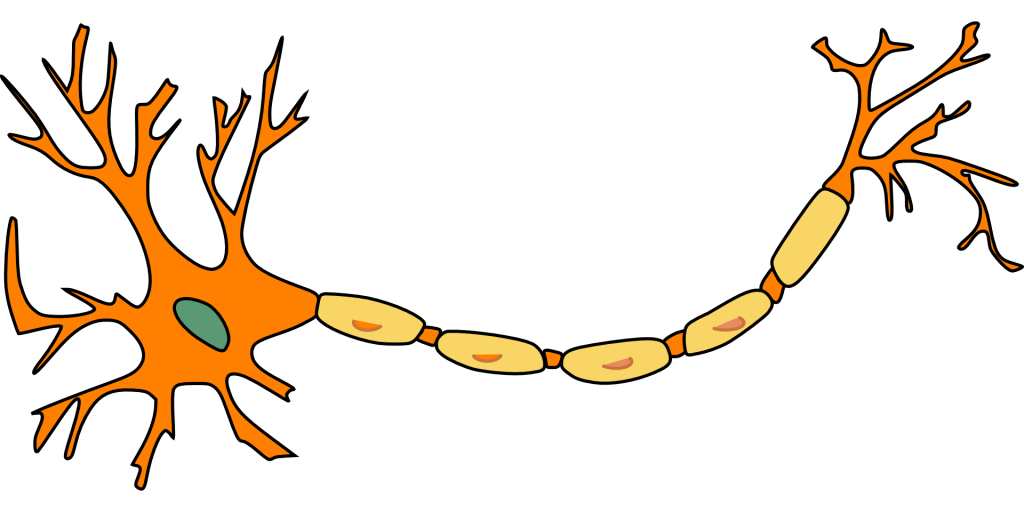 sinapsis nerviosa