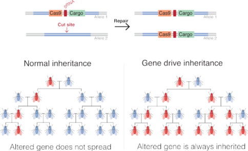 Mecanismo de los resultados del uso de gene drives en la herencia de un organismo. El gene drive permite obtener una mayor descendencia que porte el gen de interés.