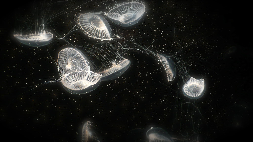 Las medusas que pertenecen al género Aequorea, como la famosa medusa de cristal (Aequorea victoria), son animales capaces de producir su propia luz interactuando con la fotoproteína aequorina