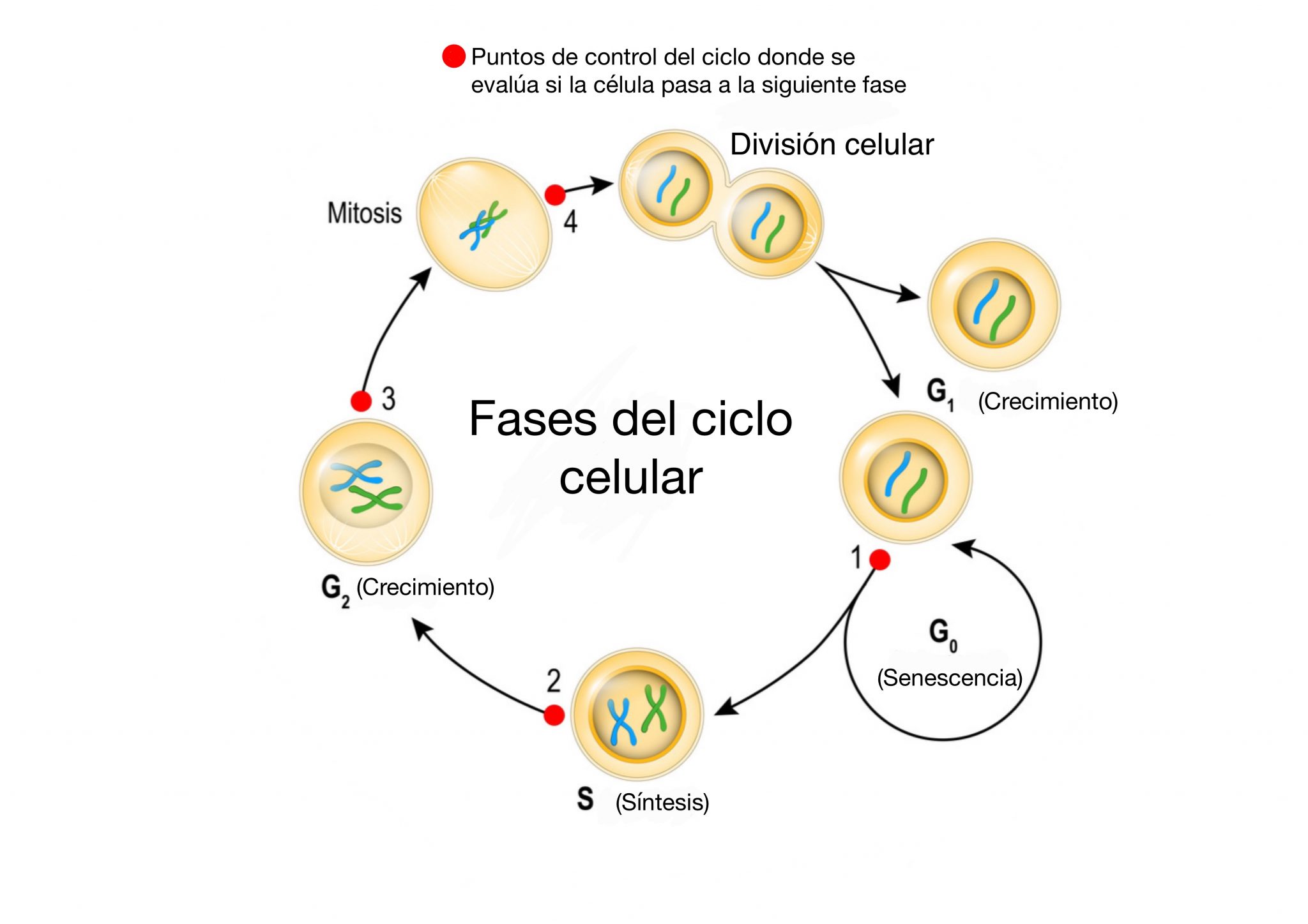 Fases Del Ciclo Celular De La Mitosis Consejos Celula 5766