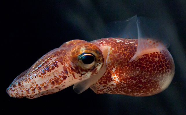 La bioluminiscencia producida por Vibrio fischeri permite al calamar Euprymna scolopes permanecer oculto de sus depredadores