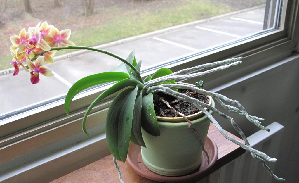 Fototropismo. Orquídea creciendo hacía la dirección del estímulo lumínico.