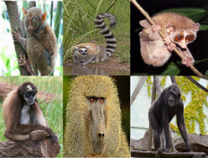 Primates Humanos La Evolución Del Ser Humano. Desde Los Antiguos Primates Al Homo Sapiens