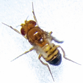 El ciclo de vida de Drosophila melanogaster permite a los estudiantes utilizarlo como organismo modelo en la investigación genética, para así poder visualizar una variedad de mutaciones clásicas como "Bar", "Yellow" "Brown" y "Vestigial".