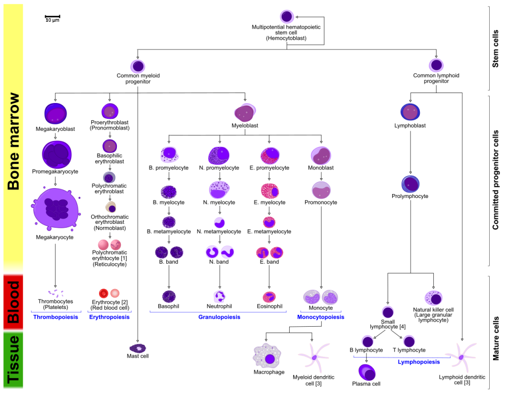 Las diferentes células sanguíneas provienen de un grupo de células madre, que se diferencian en vías linfoides y mieloides. De esta manera, se forman las diferentes células de la sangre: los eritrocitos, leucocitos y las plaquetas.