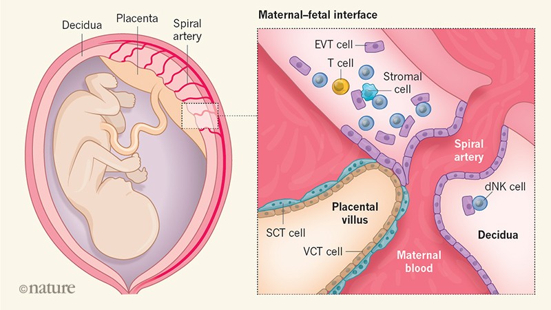 La placenta constituye una barrera entre los tejidos del feto y el útero materno. 