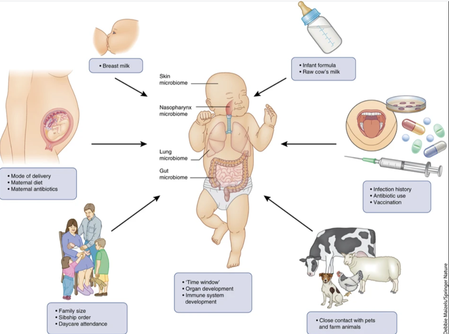 Factores que influyen en la composición de la microbiota humana.