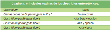 Diferentes exotoxinas segregadas por los 4 tipos (A, B, C, D) de Clostridium perfringens enterotoxigenicos. Las toxinas beta y épsilon son las que se relacionan con la basquilla o enterotoxemia.