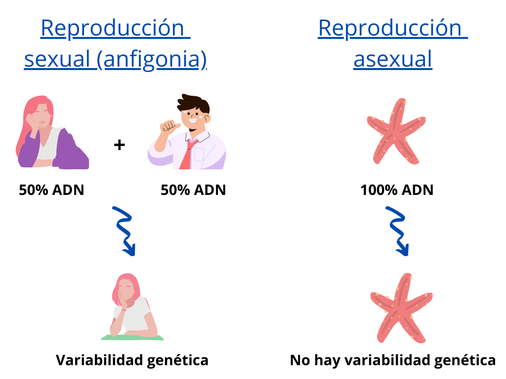 Esquema que muestra la variabilidad genética que hay o no dependiendo del tipo de reproducción. Fuente: figura creada por Alba De Juan Pérez.