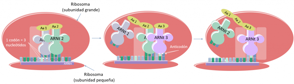 Traducción de ARNm a proteína paso a paso