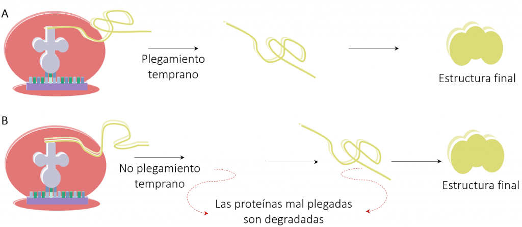 Modelo del efecto de mutaciones silenciosas sobre la traducción de proteínas.