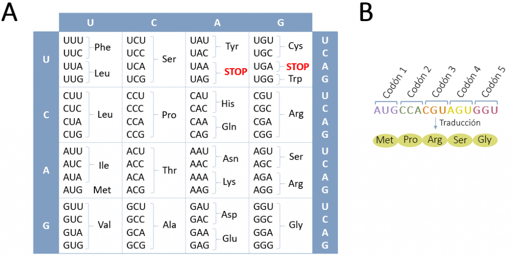 Tabla del código genético y ejemplo de traducción de ARNm a proteína.