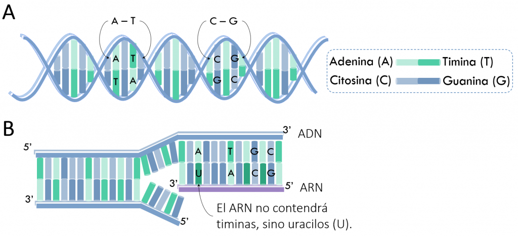 Estructura del ADN y transcripción de ADN a ARNm