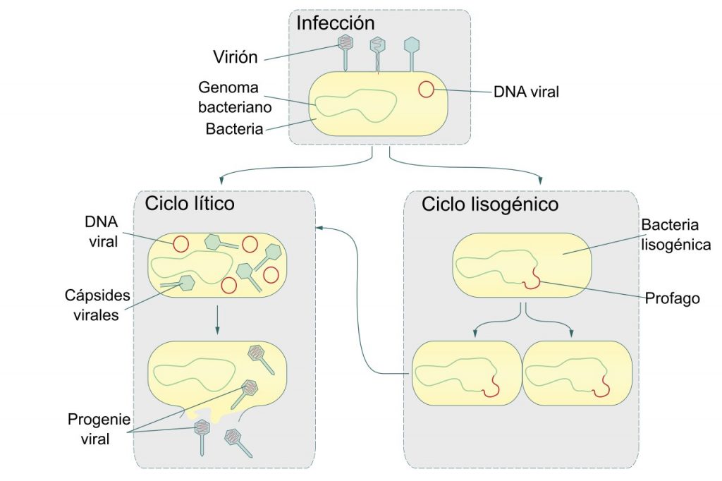 Esquema de los ciclos de reproducción de los bacteriófagos 