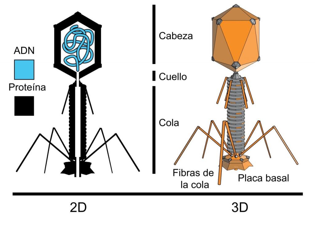 Estructura de un bacteriófago con cola