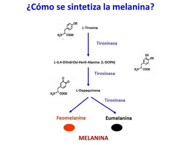 Formación de melanina 