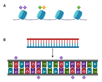 Modificaciones epigenéticas en histonas