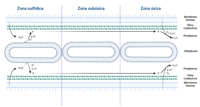 Transporte de electrones a través de las bacterias cable. Se definen tres zonas principales: zona sulfídica, zona subóxica y zona óxica. La oxidación del sulfuro se produce en la zona sulfídica (ánodo), mientras que la reducción del oxígeno se produce en la zona óxica (cátodo). A la zona intermedia del filamento, donde hay cantidades limitadas de sulfuro y oxígeno, se le conoce como zona subóxica. El transporte se produce a través de las fibras conductoras que se encuentran entre la membrana externa y el periplasma de las bacterias cable.
