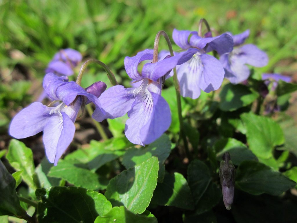 Flor típica de Viola odorata.