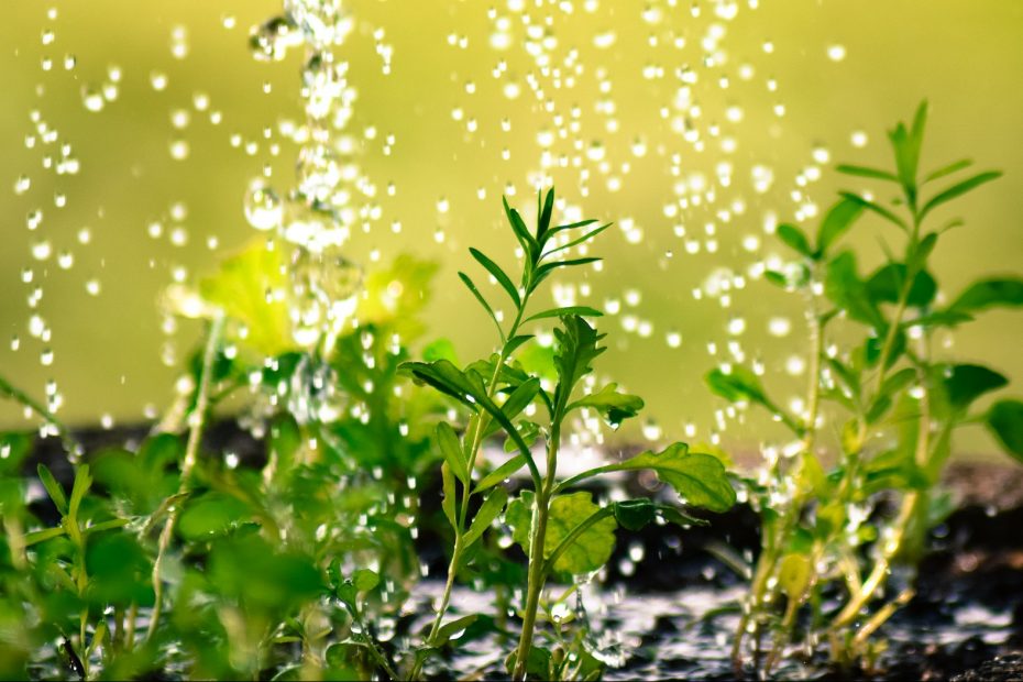 El agua y las plantas: aprendiendo a convivir