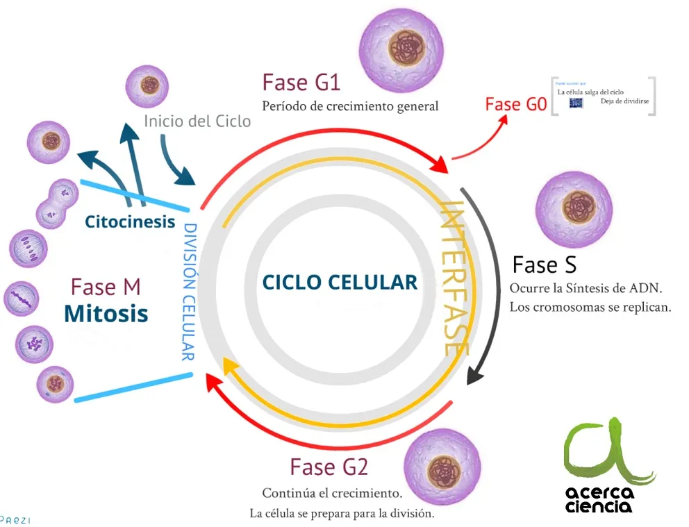 Ciclo celular con sus diferentes fases y su importancia en cáncer.