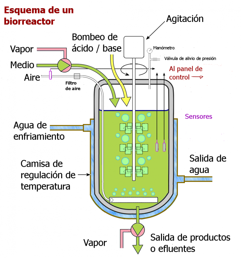 ¿Dónde Se Encuentra El Omega 3? Microalgas, Vegetales Y Otras Fuentes