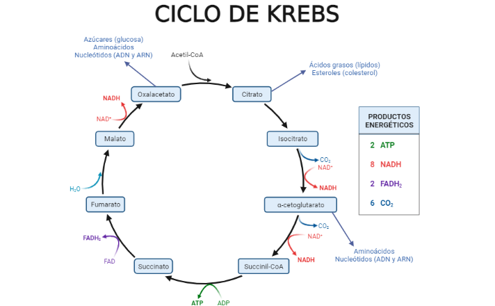 Ciclo de Krebs y metabolismo