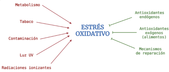 Estrés oxidativo y antioxidantes