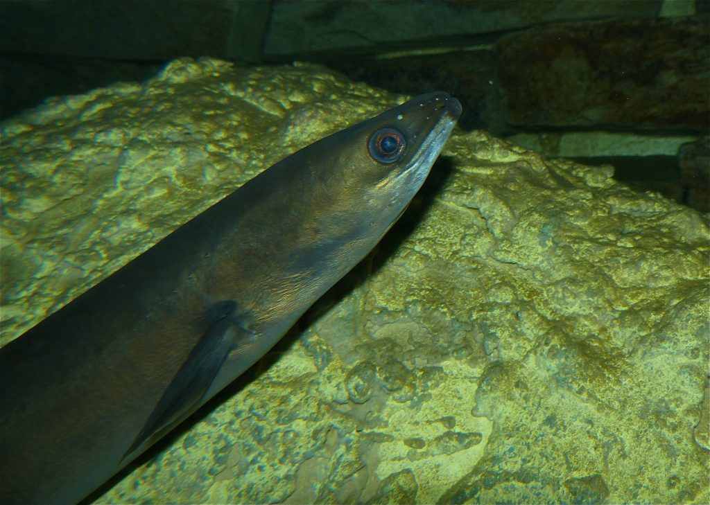 anguilas