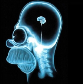 Representación del cerebro de Homer Simpson, reflejando su bajo nivel de inteligencia