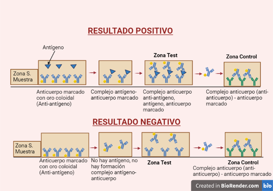 Inmunocromatografía positiva y negativa. Test antígenos