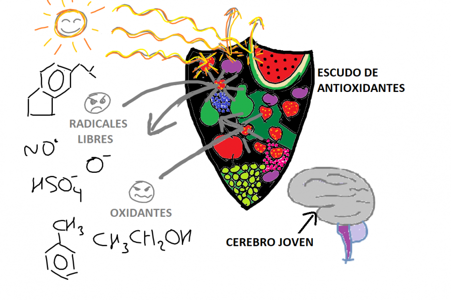 Antioxidantes haciendo de escudo contra la oxidación del cerebro por radicales libres (elaboración propia)