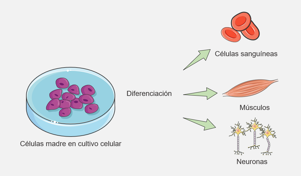 Células madre en cultivo y diferenciación a otros tipos celulares