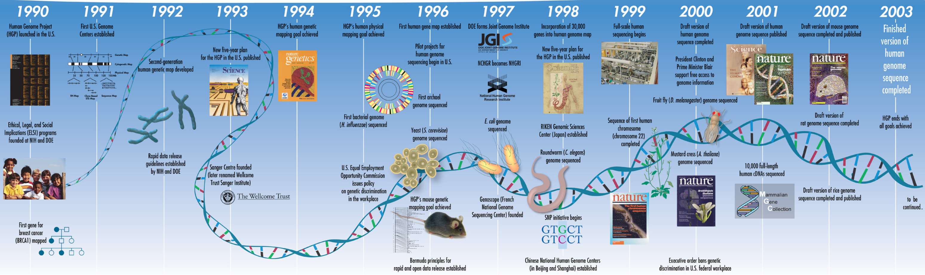 La imagen representa una línea temporal que comienza en 1990 con el inicio del Proyecto Genoma Humano y termina en 2003 con la secuenciación completa del genoma humano. Además muestra algunos de los avances en el campo de la genómica, los cuales han sido claves en el desarrollo de la tecnología usada en los test genéticos.