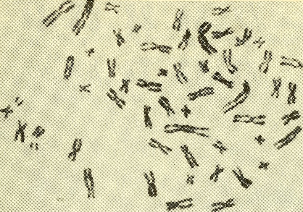 Imagen al microscopio de cromosomas o ADN enrollado