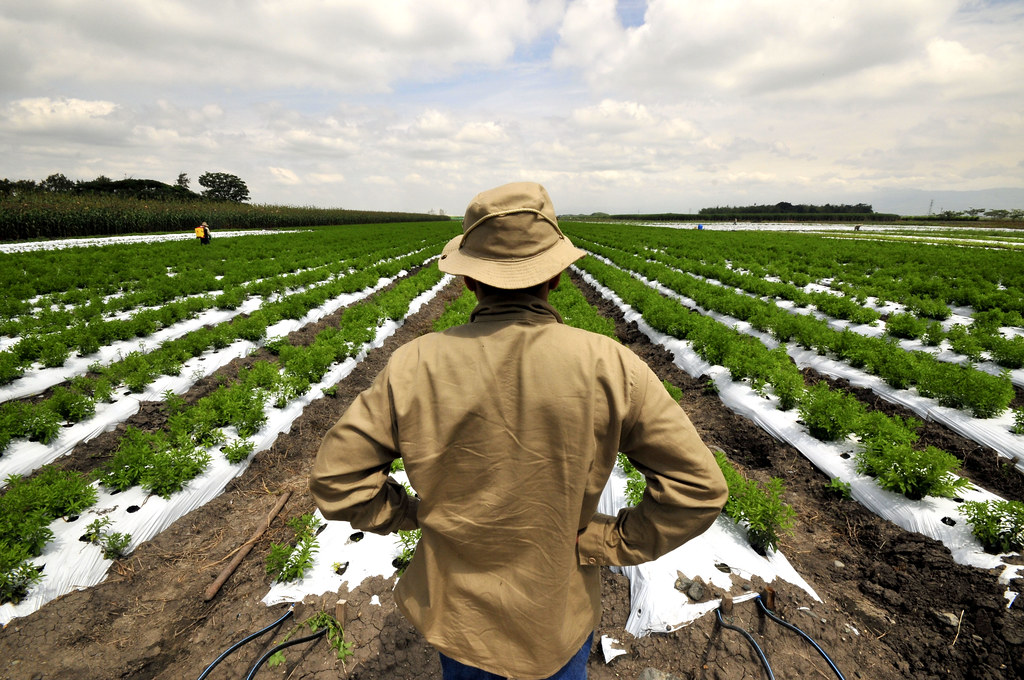 Imagen de campo de estevia (Stevia rebaudiana) observado por un agricultor. Imagen extraída de Flickr. 
