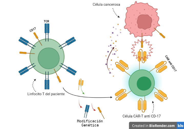 El diagrama representa los cambios realizados sobre los linfocitos de Alyssa para transformarlos en CAR-T antitumorales.

Se eliminaron las proteínas (TCR) que permiten detectar a los linfocitos los antígenos de manera natural, dejándolos ciegos temporalmente.

También se eliminaron las dianas que se iban a utilizar contra el cáncer (CD17), volviéndolos inmunes a su propio reconocimiento.

Se introdujo en los linfocitos el CAR, con su anticuerpo y mensajero (CAR anti CD17). Esto permitía al linfocito recuperar la visión pero de manera que solo pueda ver nuestra diana

De esta manera las CAR-T eran capaces de atacar secretando toxinas (como perforinas y granzimas) a las células tumorales de la leucemia.

Created with BioRender.co