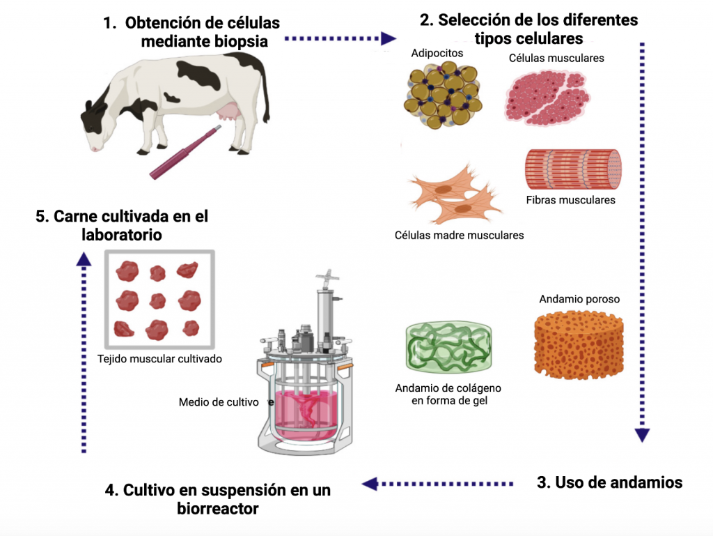 Proceso de obtención de carne cultivada en el laboratorio mediante la técnica de los andamios. Imagen obtenida y adaptada de Balasubramanian y colaboradores (https://www.mdpi.com/2304-8158/10/6/1395)