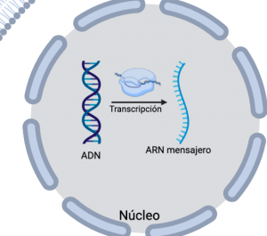 MicroARN: Qué Son Y Cuál Es Su Relación Con El Deporte