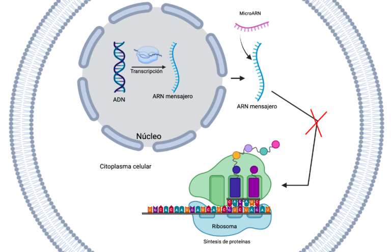 MicroARN: Qué Son Y Cuál Es Su Relación Con El Deporte