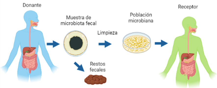 microbiota fecal
