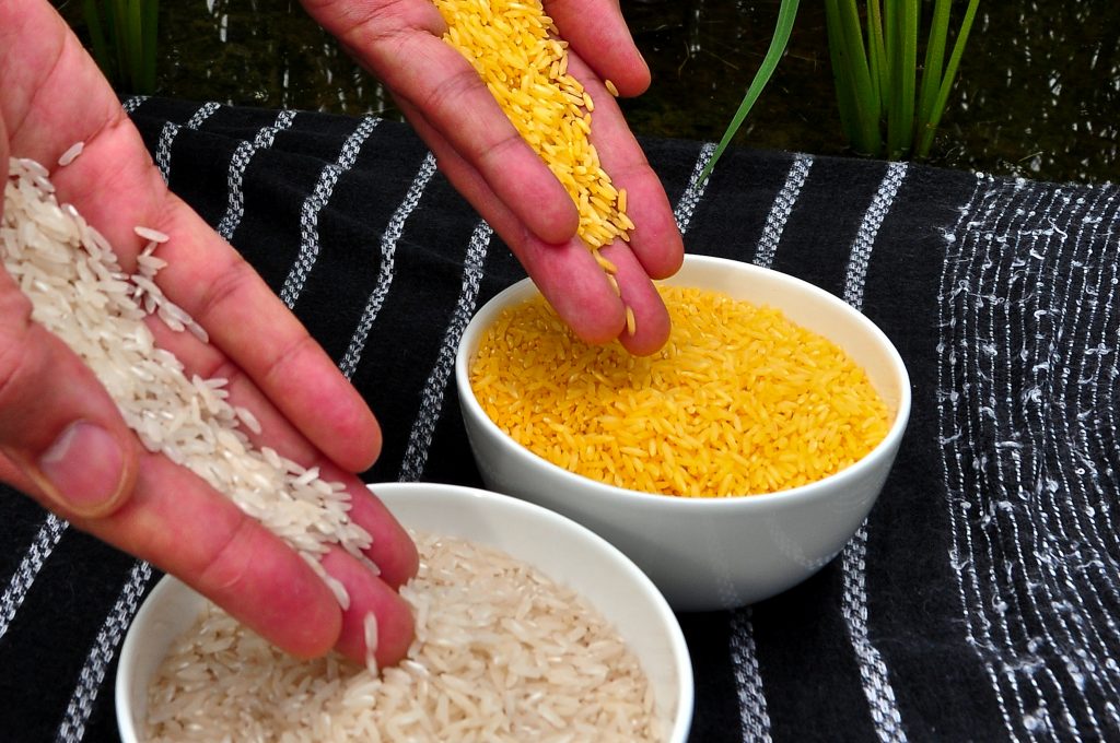 Imagen en la que se observa arroz amarillo (arroz dorado) junto a arroz blanco común.