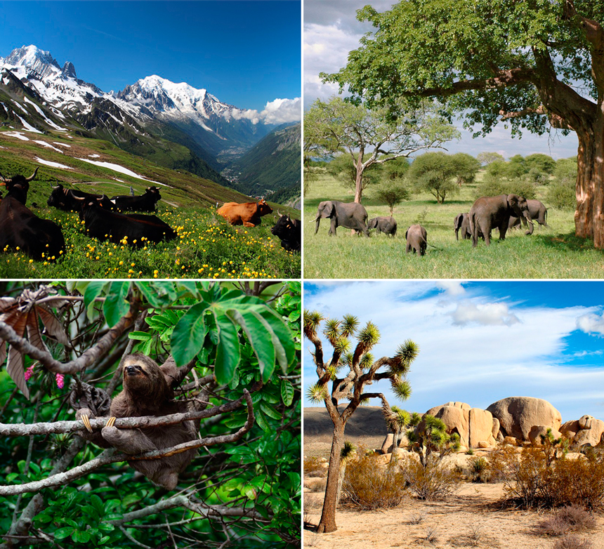 Imagen en la que se observan diferentes ecosistemas de diferentes partes del mundo.
