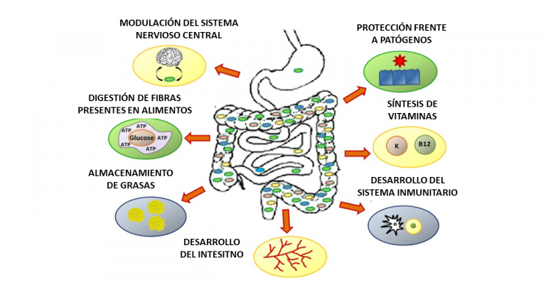 Día Mundial Del Microbioma 2023: Microbios Y Alimentos - Microbacterium