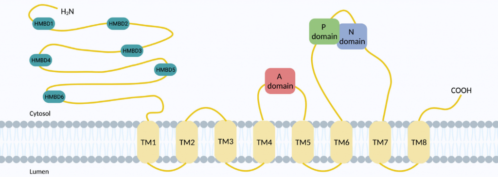 La proteína transmembrana codificada por el gen ATP7A, cuya disfuncionalidad es la principal causa de la enfermedad de Menkes. 