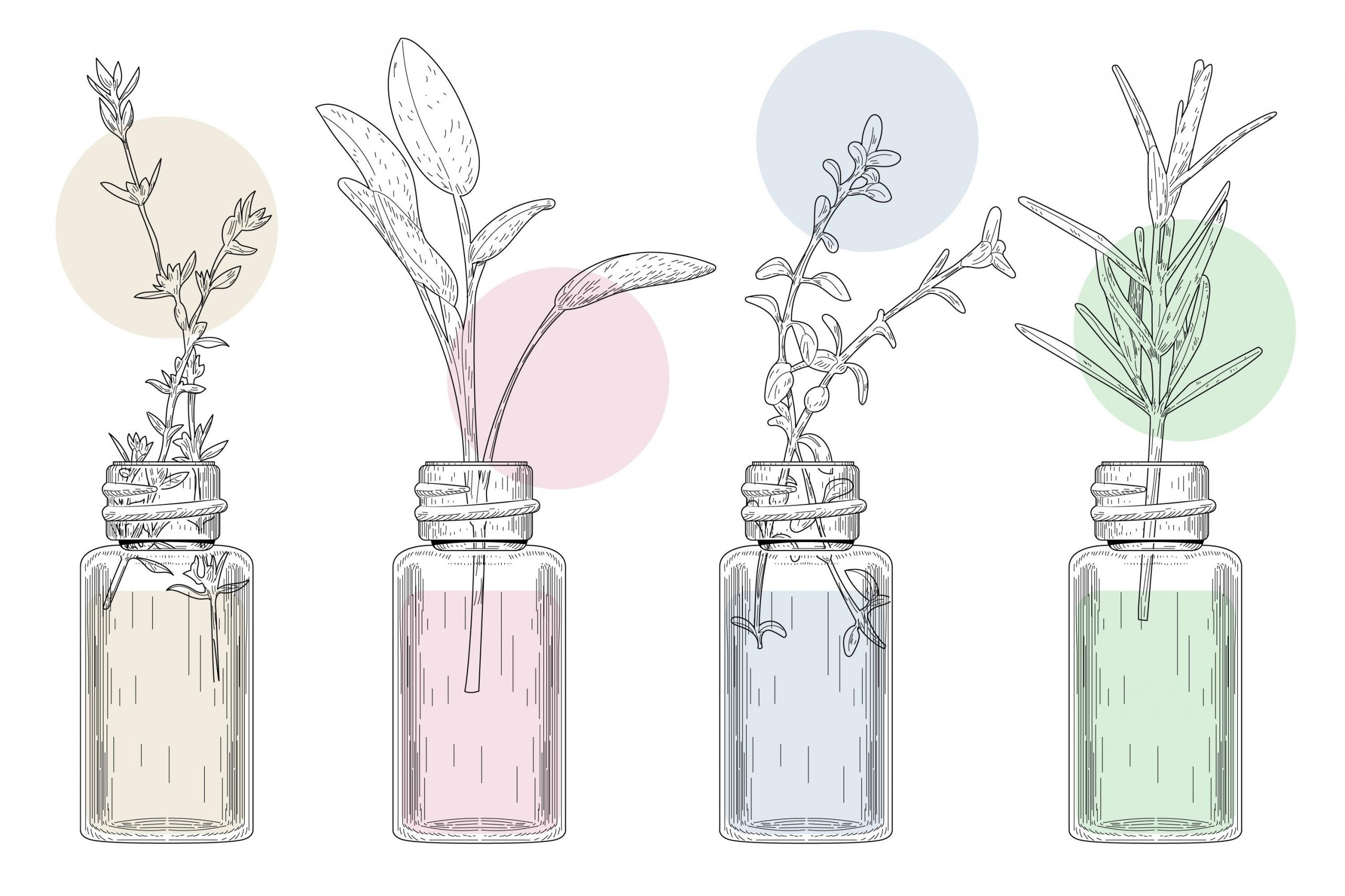 botellas plantas. aromaticas