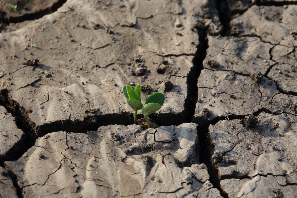 Planta naciendo de la tierra seca