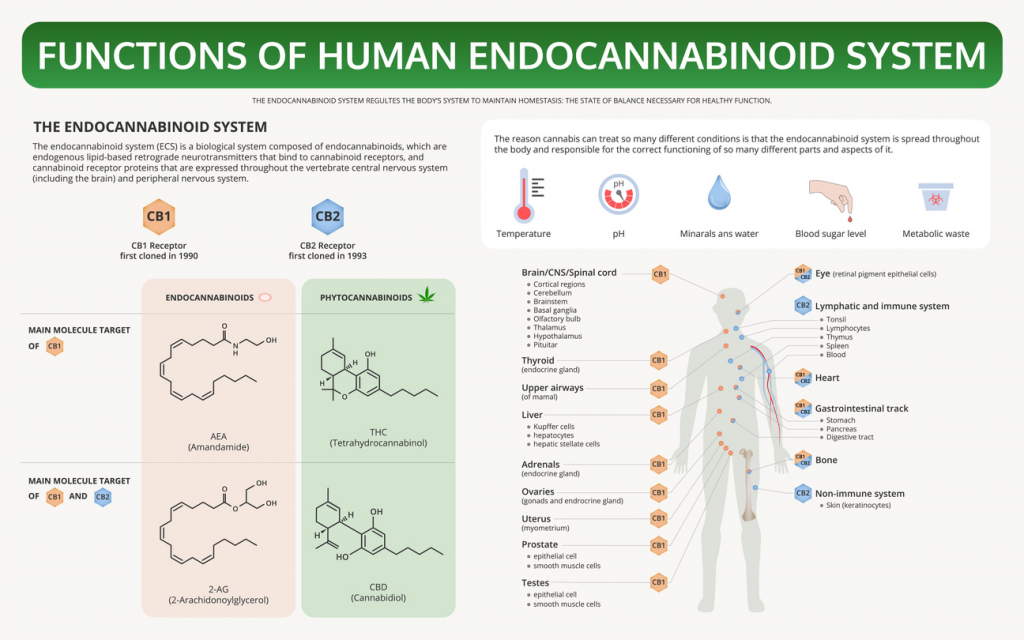 Figura 1. Esquema resumen de las funciones del sistema endocannabinoide humano, en el cual se destacan los receptores CB1 y CB2, además de las sustancias endógenas y exógenas (Cannabis Sativa) con las que interactuan. A la derecha se destacan las principales funciones de cada receptor. 