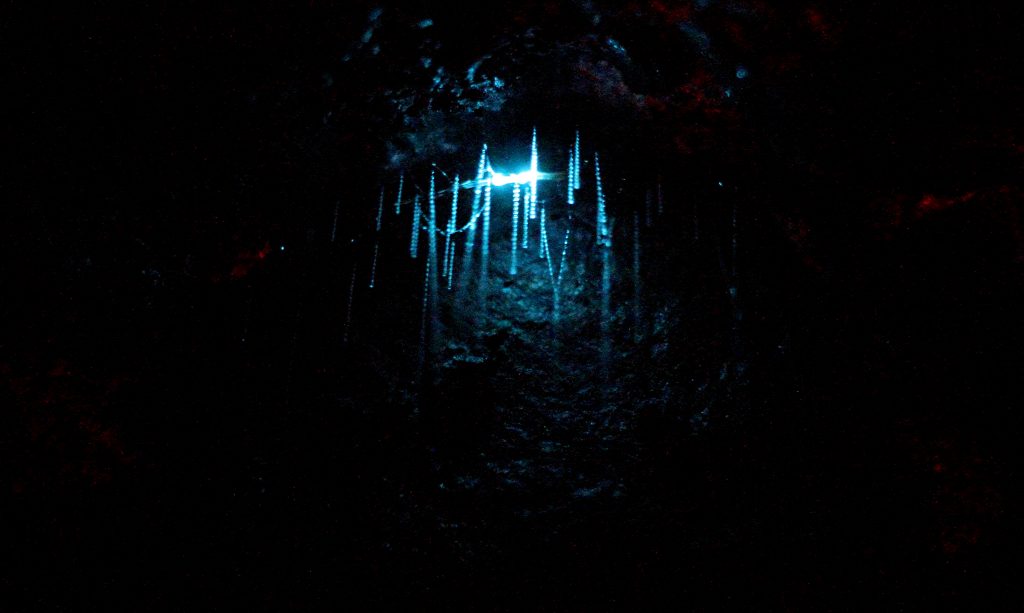 Bioluminiscencia de A. luminosa en cueva
